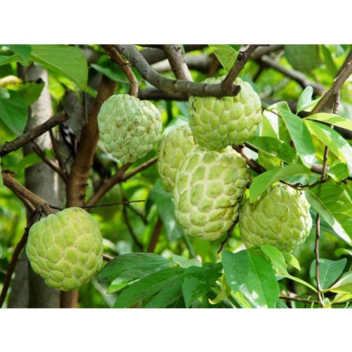 Cây Giống Na Dai ít Hạt, Thơm Ngon