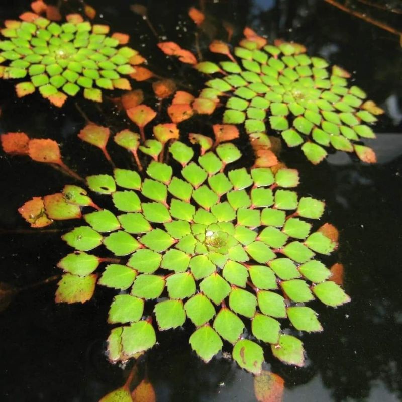 Cây thủy sinh Ấu thái.