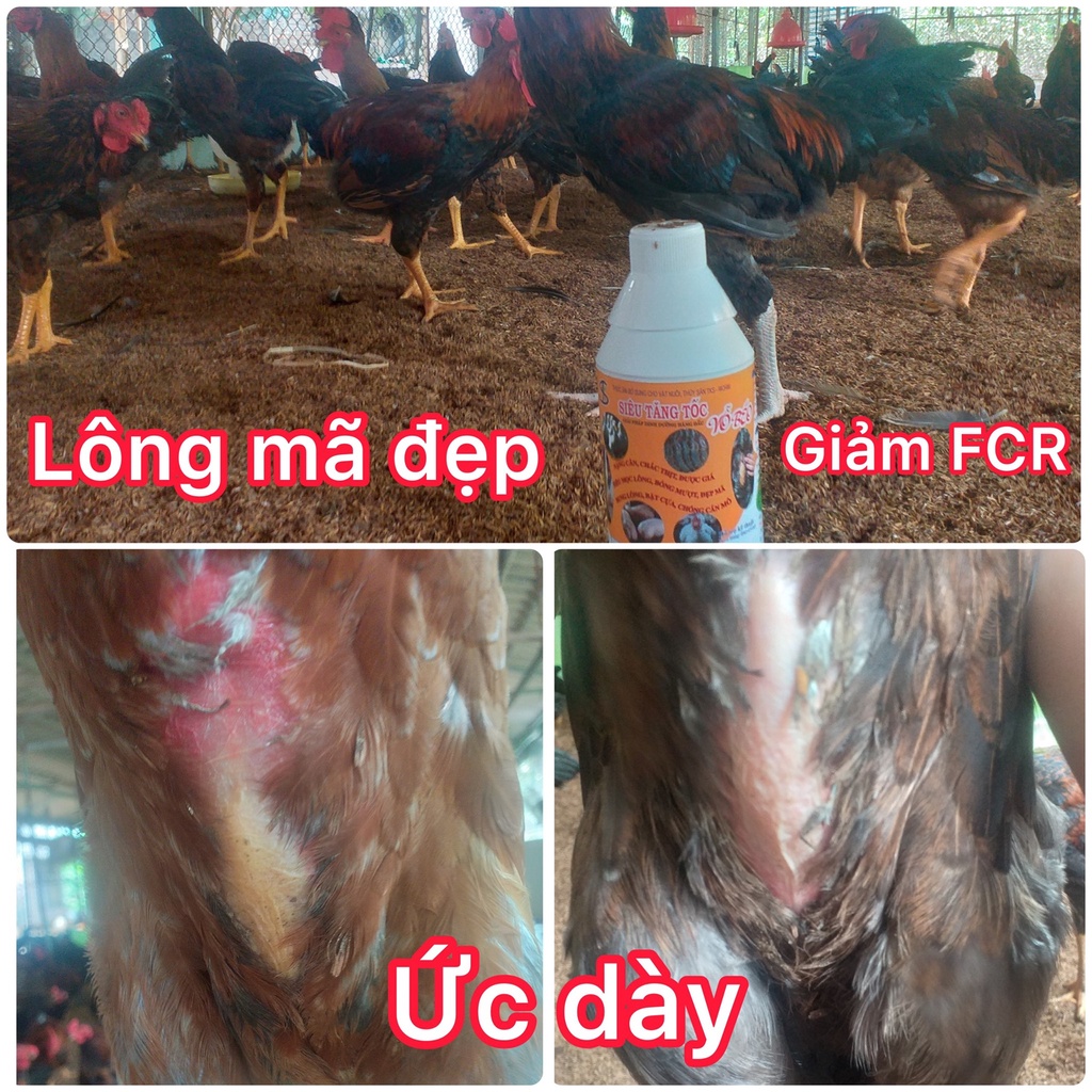 TKS-SIÊU TĂNG TỐC VỖ BÉO Chắc Thịt, Nặng Cân, Bung Đùi, Đẹp Mã - Chai 1 lít