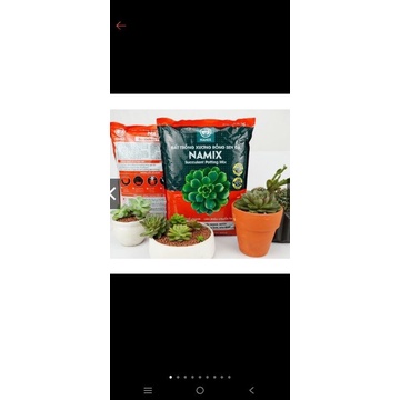 1 BAO ĐẤT TRỒNG CÂY SEN ĐÁ XƯƠNG RỒNG