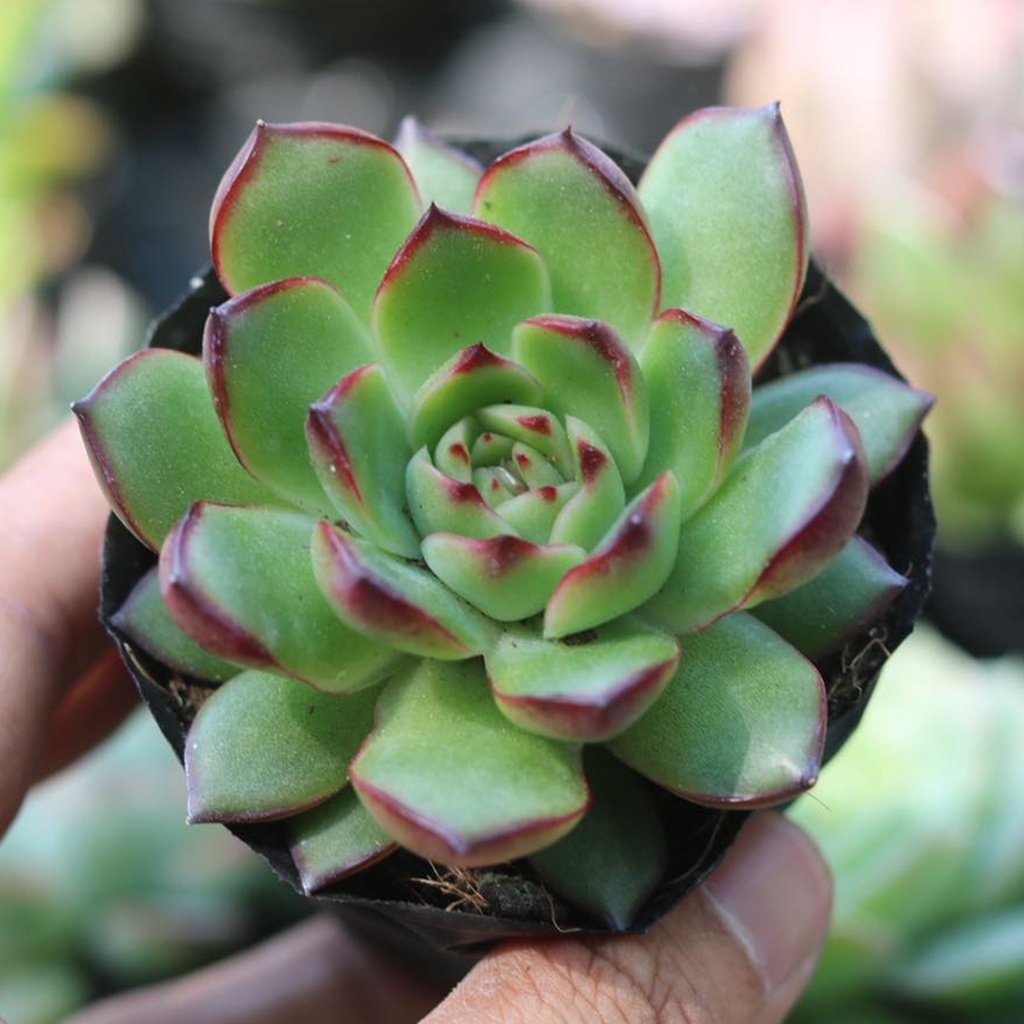 Sen đá viền đỏ 4-5cm
