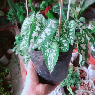 Cây Môn Trắng