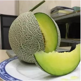 Hạt giống Dưa Lưới F1 - 1gr