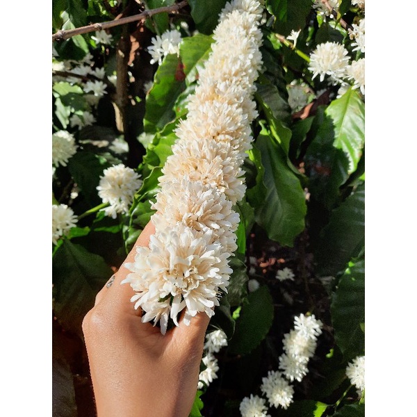 Trà hoa cà phê PHÚC LẠC Organic gói 10gr