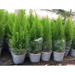 Cây tùng thơm nhiều kích thước