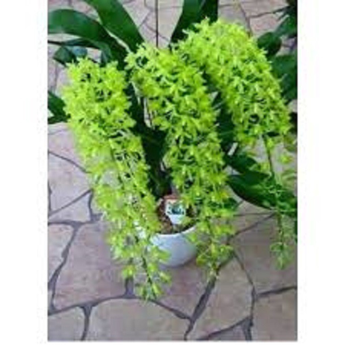 CÂY GIỐNG VŨ NỮ HOÀNG HẬU XANH, SIÊU ĐẸP