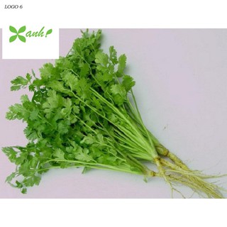 Hạt giống ngò rí (rau mùi) 20g
