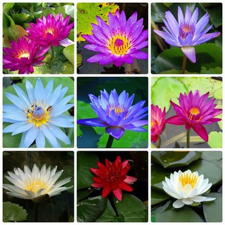 Hạt giống hoa súng mini