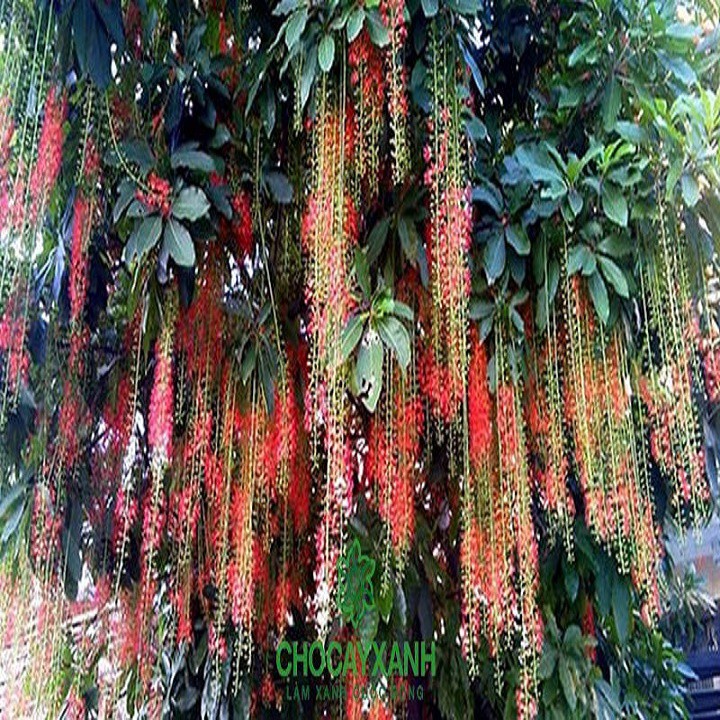 Cây Lộc Vừng - cây cảnh trong nhà