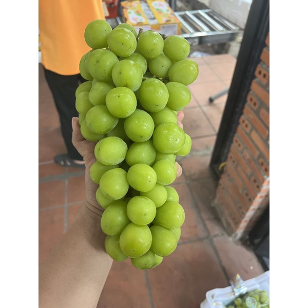 NHO MẪU ĐƠN SHINE MUSCAT SIÊU NGON NGỌT THƠM (Nguyên Chùm Rất To 1,2-1,3kg)