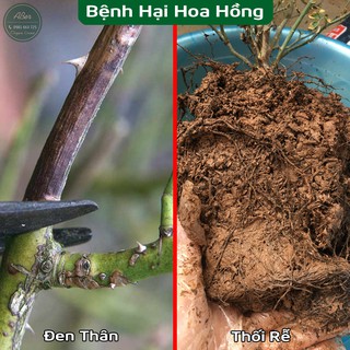 Combo Chế Phẩm Sinh Học trị bệnh cho hoa