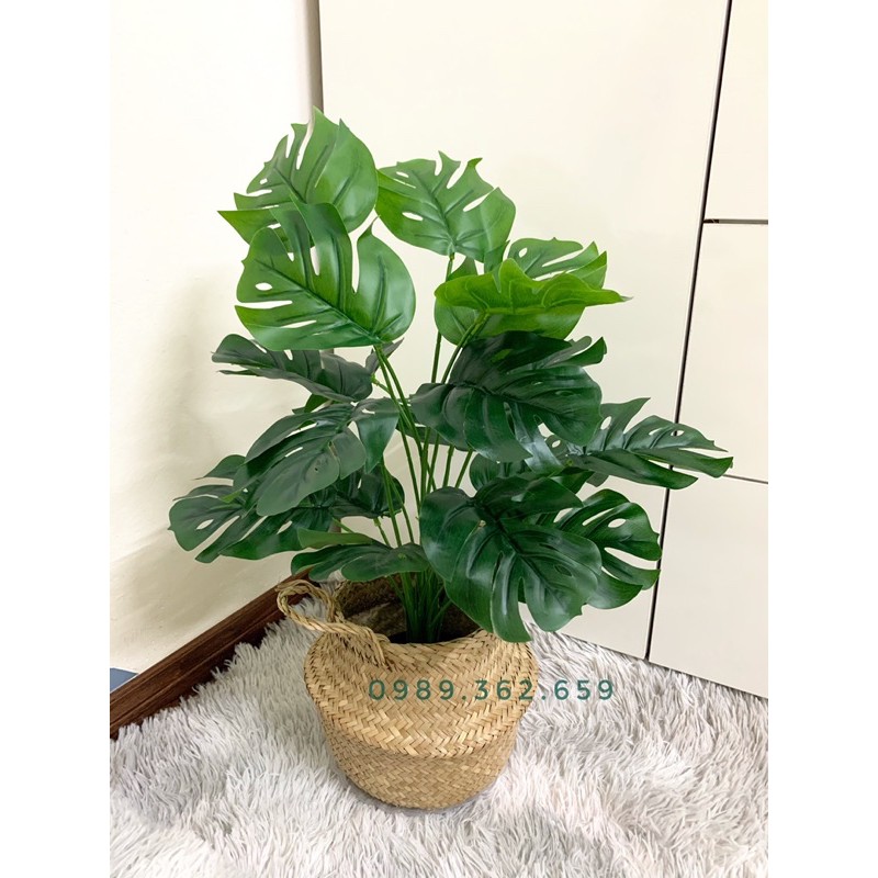 Cây giả - cây lá rùa decor 50cm