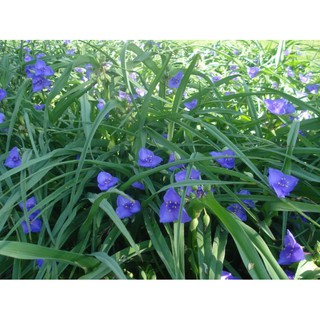 cây hoa TRADESCANTICA màu xanh blue