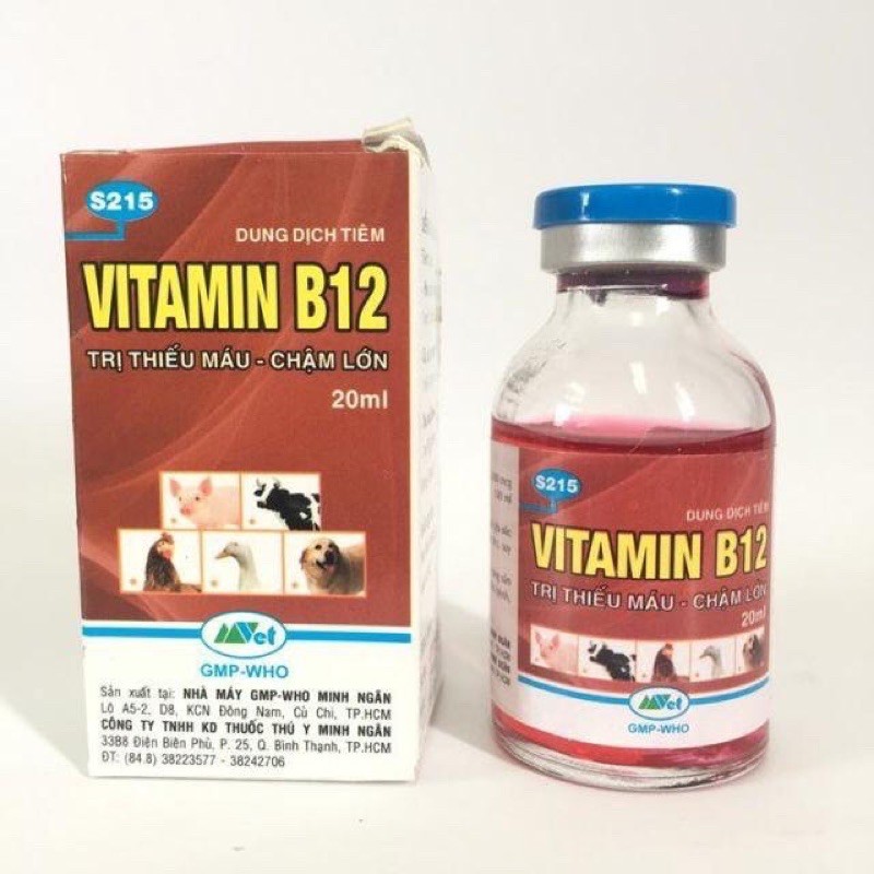 Vitamin B12 dùng giải độc, hồi phục cây lọ 20ml