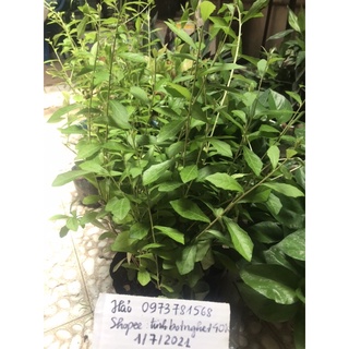 com bo 40 cây cúc tần Ấn Độ (10 khóm)