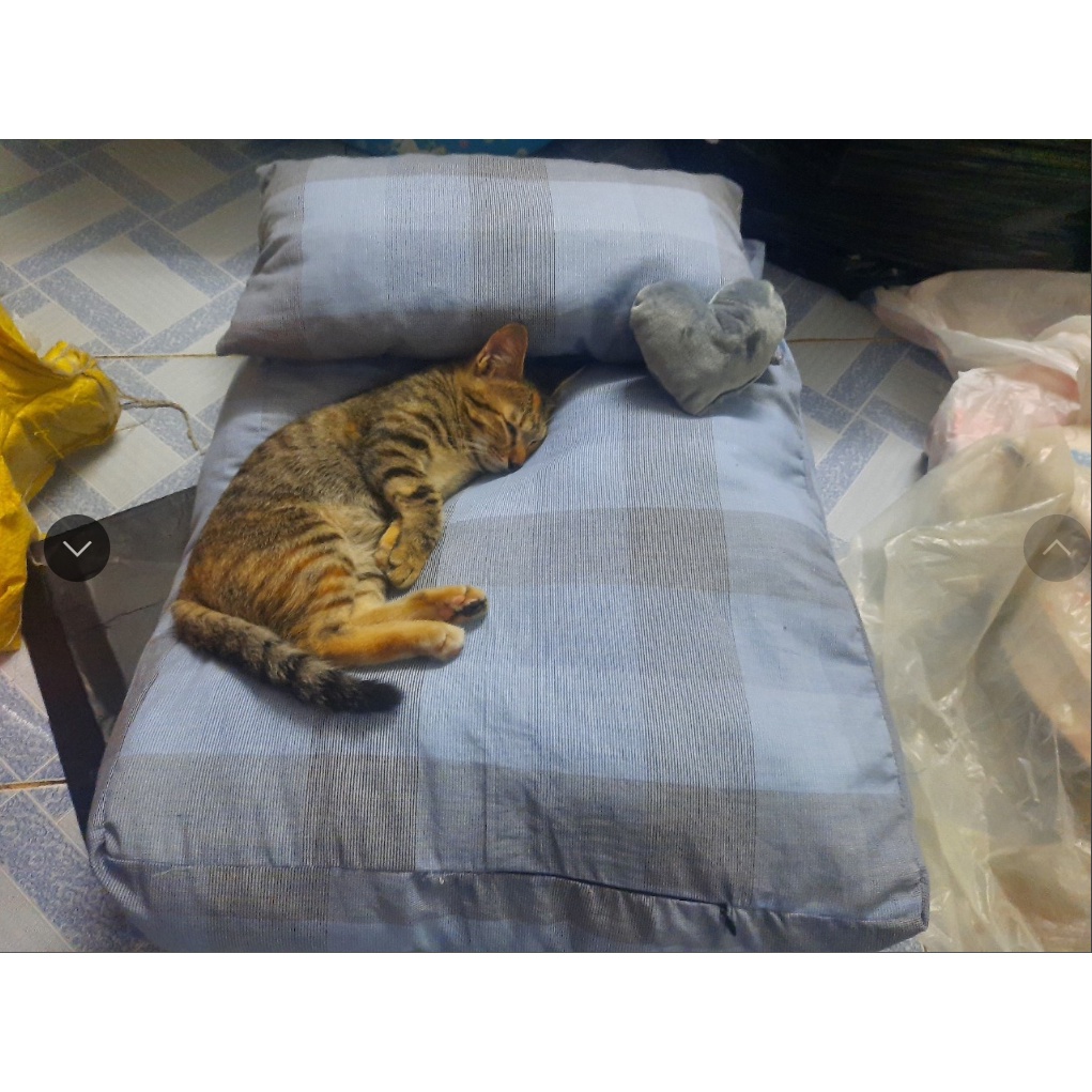 đệm giường cho chó mèo (màu ngẫu nhiên)kèm quà tặng thiết kế carro sang trọng