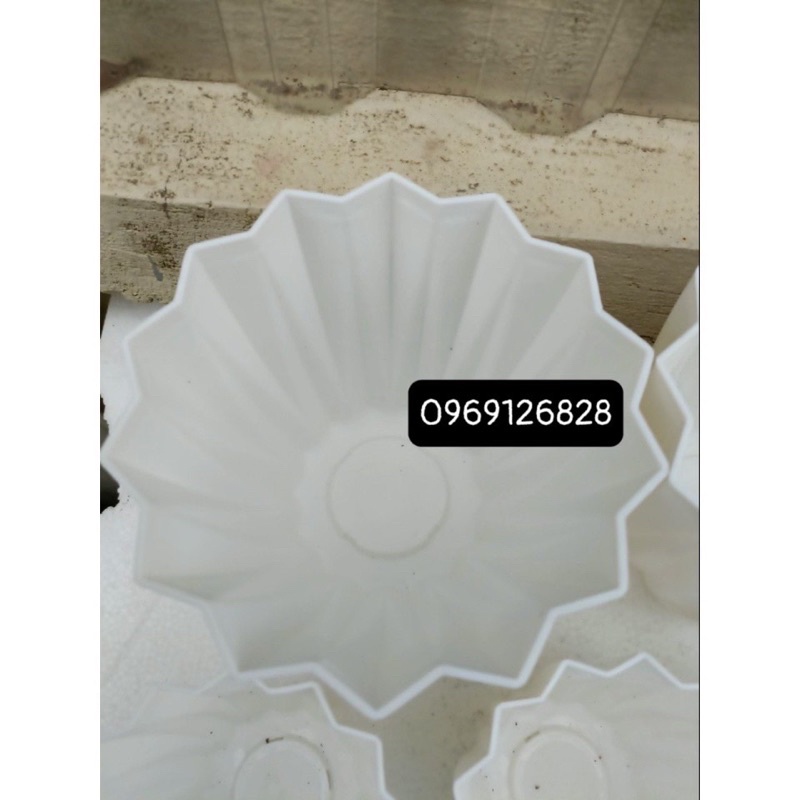 chậu múi khế để bàn không đĩa hàng dày đẹp Ảnh thật ạ