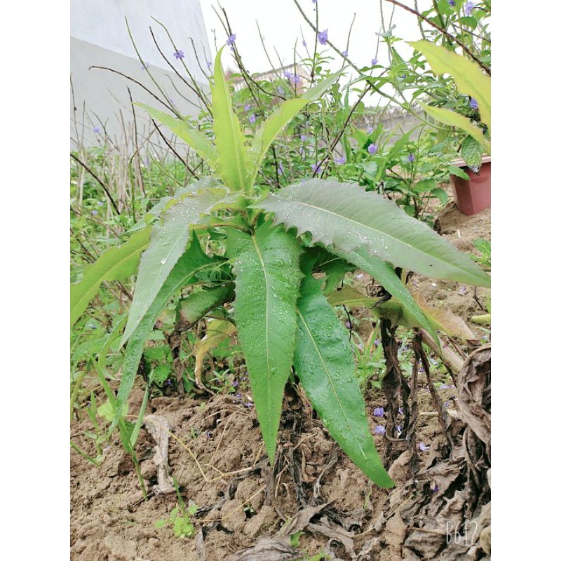 Lá bồ công anh tuơi nhà trồng