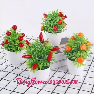 🍀 Chậu quả sơ ri, quả tắc, quả chanh, quả ớt giả