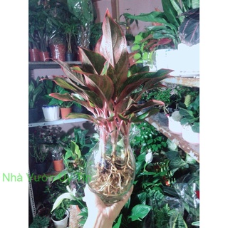 Chậu Cây Phú Quý Thuỷ Sinh