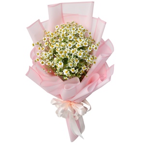 50h Hạt Giống Cỏ Thơm Feverfew Cúc TANA Trị Đau Nửa Đầu Sau Gáy