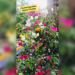 hoa giấy thái caykiengsadec + tặng phân bón