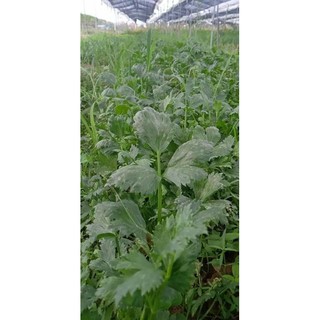 Bột cần tây sấy lạnh Dashii gói 50gr