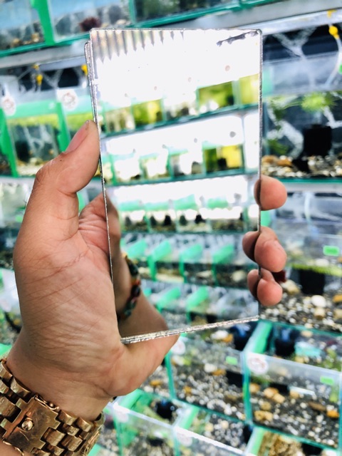 Kính cho cá Betta kè . Giúp cho cá betta không bị xếp đuôi