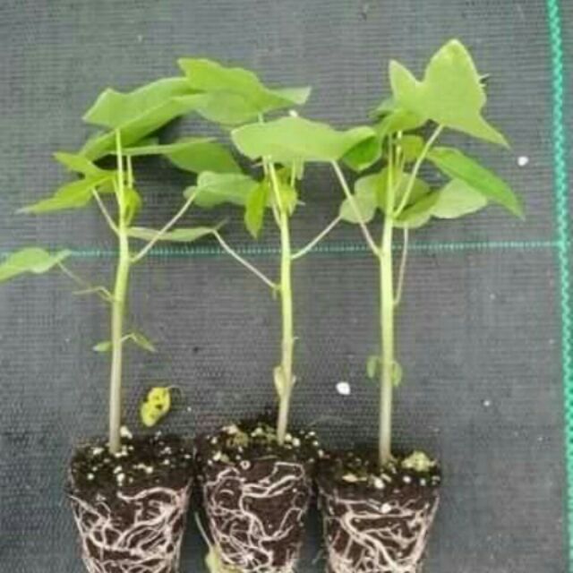 Đu đủ ruột đỏ