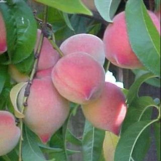 CÂY GIỐNG ĐÀO NHẬT CHỊU NHIỆT