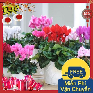 Combo 2 Gói Hạt Giống Hoa Anh Thảo Mix