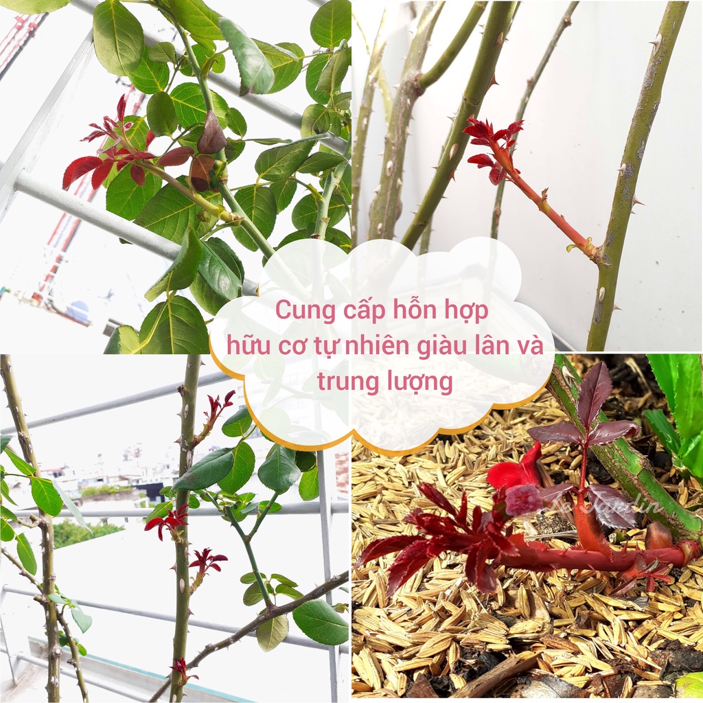 Phân hữu cơ tổng hợp ủ humic dùng kích mầm hoa chai 1L