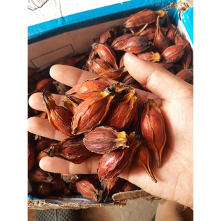 Quả dành dành (Chi tử) khô 100G