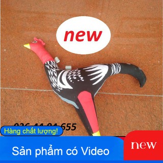 GÀ VẢI TẬP THỂ LỰC CHO GÀ CHỌI