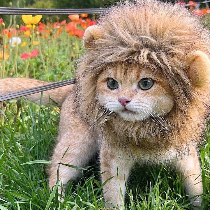 Nón đeo bờm sư tử hoá trang cho chó mèo nhỏ