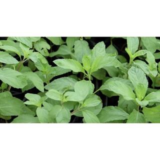 BẦU CÂY BẠC HÀ PHÁP (CHOCO MINT)