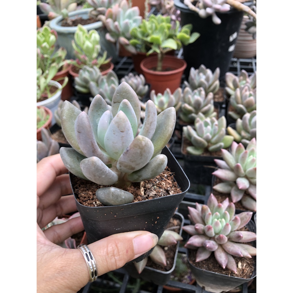 Sen đá Nanh Đen