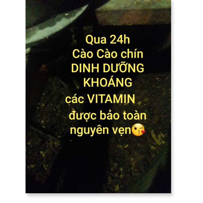 HẠT CÀO CÀO NON, THAY THẾ MỒI TƯƠI 100GRAM  -Uy tín - Chất Lượng