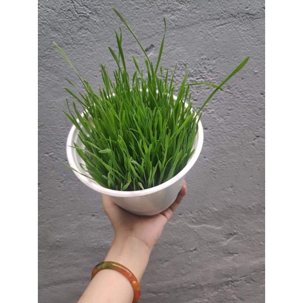 Cỏ tươi cho mèo và boss