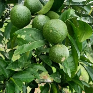 Phân trùn quế bao 10kg. Phân hữu cơ