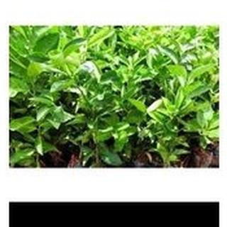 Combo 1 cây dứa nếp, 1 cây ổi ruby, 1 cây tắc, 1 cây trà xanh, 1 chanh ko hạt, 1 cây sơ ri, 1 cây lựu