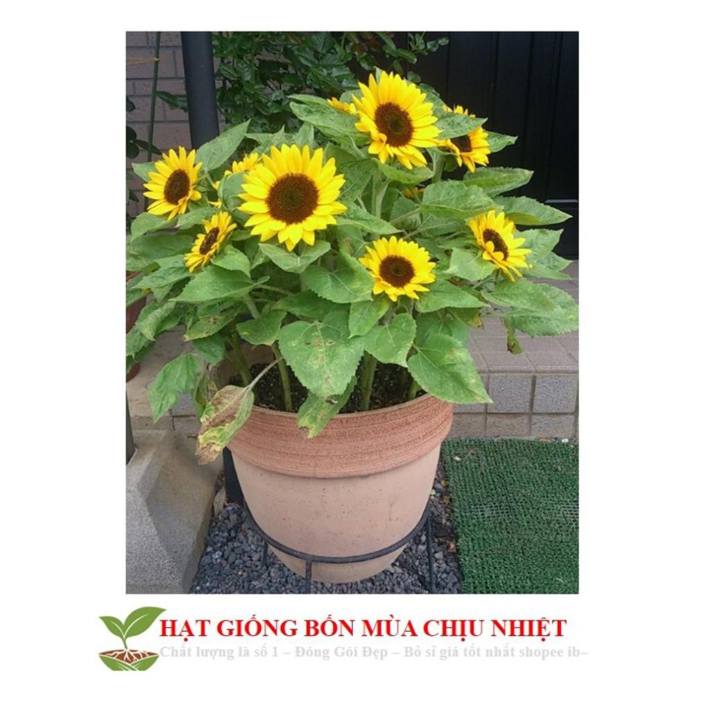 Hạt Giống Hoa Hướng Dương Lùn  ĐẾN MÙA TRỒNG TẾT