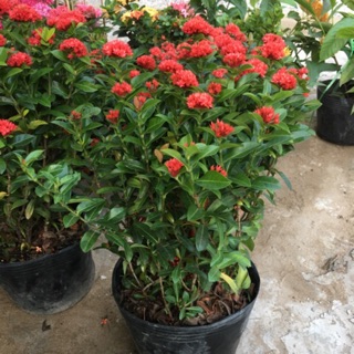 Trang sen loại siêu hoa