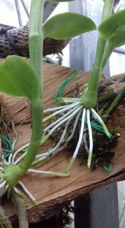 SIÊU KÍCH RỄ MỸ ROOTING POWDER