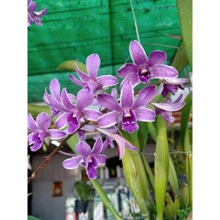 Lan denro tím huế hoa thơm