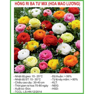 Hạt Giống Hồng ri ba tư (Mao lương) Mix 5 Hạt/ Gói