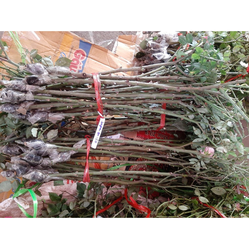 Cành Chiết Tree Hồng Đào cổ (Giống Hoa Hồng) thoát 50-60 - Vattucaygiong