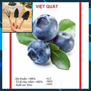 Hạt Giống Việt Quất 30 Hạt TẶNG BỘ LÀM VƯƠN MINI