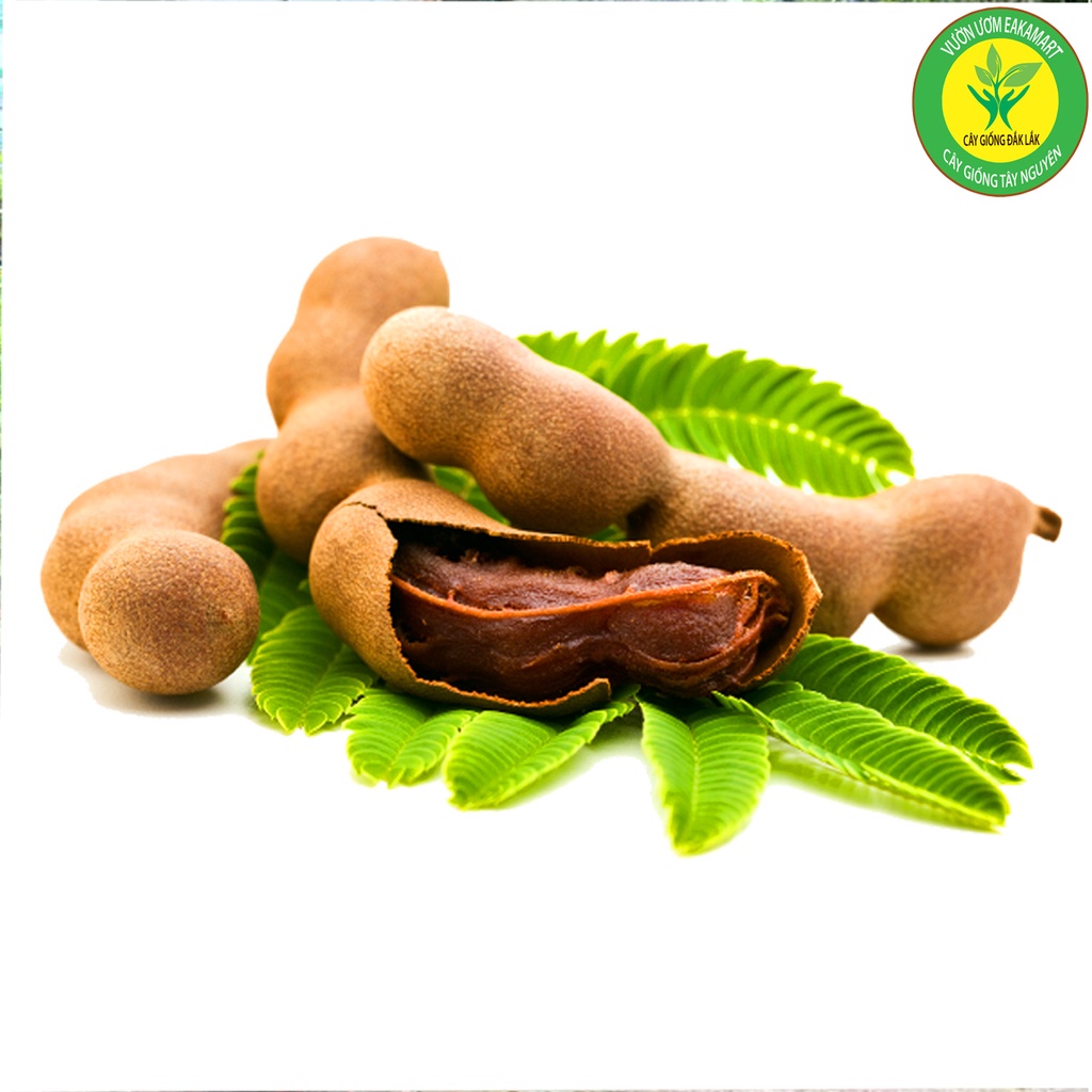 Cây Me Thái Giống Cho Trái Siêu Sớm