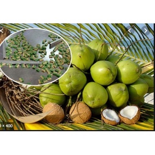 Kẹo dừa bến tre tuyết lan